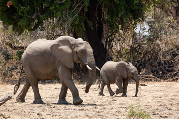 Fototapeta premium Elephants in NP Lower Zambezi - Zambia