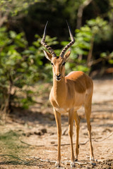 Impala in NP Lower Zambezi - Zambia