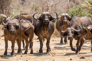 Buffalo in NP Lower Zambezi - Zambia
