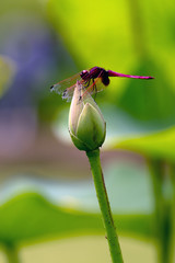 Dragonfly Stand on Lotus Flower