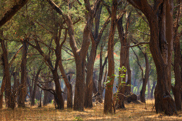 Landscape in NP Lower Zambezi - Zambia
