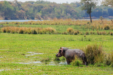 Zambia - Hippo in NP Lower Zambezi