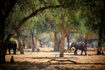 Elephants in NP Lower Zambezi - Zambia