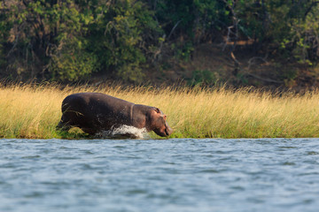Hippo in NP Lower Zambezi - Zambia