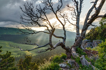 Beautiful scenic landscape of dried bare tree with spreading branches in Caucasus mountains at summer sunset. HDR scenery