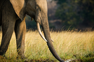 Elephants in NP Lower Zambezi - Zambia