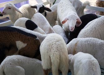 Naklejka premium herd of sheep in the cage, young sheep