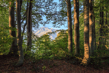 Beautiful Caucasus mountain forest of beech trees in summer with mountain peak on background at sunset. Scenic landscape