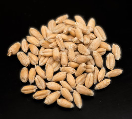 wheat grain