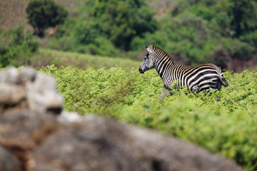 Fototapeta na wymiar Zebras in Nyika National Park - Malawi