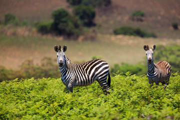 Zebras in Nyika National Park - Malawi