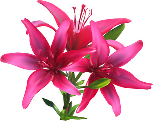 Naklejka premium isolated on white three dark pink lilies in green leaves