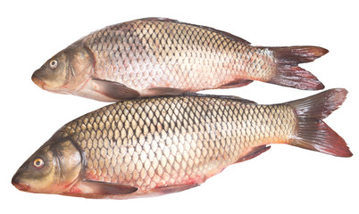 two carps