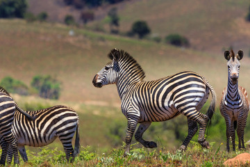 Naklejka premium Zebras in Nyika National Park - Malawi