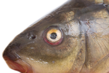 fish head