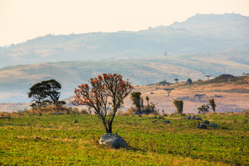 Landscape in Nyika National Park - Malawi