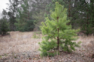 A little pine in the forest at the edge of the forest