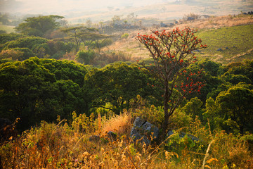Landscape in Nyika National Park - Malawi