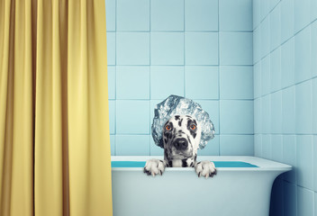 cute wet dog in the bath - 144308657