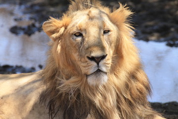 The Asiatic lion (Panthera leo persica), also known as the Indian lion and Persian lion, is a lion subspecies that lives as a single population in India's Gujarat State.