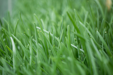 A lot of green onions grow in the greenhouse
