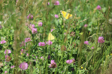 Fototapeta premium Spring into Summer in small field