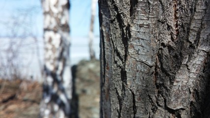 Fototapeta premium tree wood nature makro