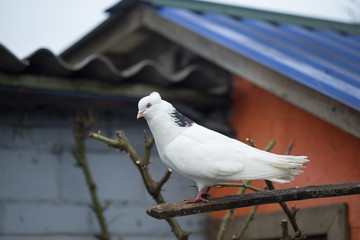 pigeon sitting on the alpine trough the forest