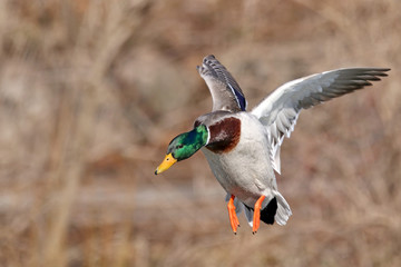Male Mallard Duck