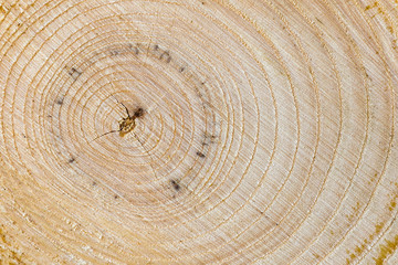 Naklejka premium big wooden background. texture in hight resolution