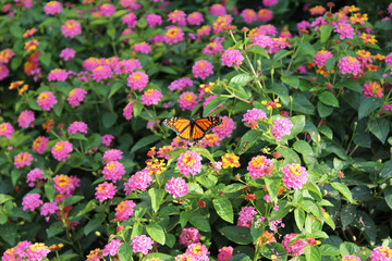 Lawrence, Kansas Visitor center Garden area 