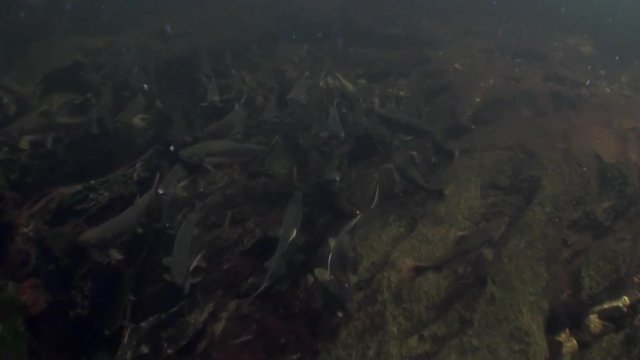 School of salmon fish swim to spawn underwater in ocean of Alaska. Swimming in amazing world of beautiful wildlife. Inhabitants in search of food. Abyssal relax diving.