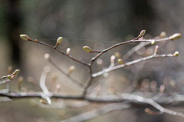 In the spring on the trees buds are blossoming