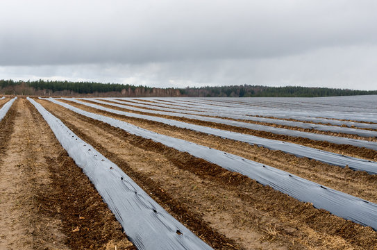 Prepared beds for planting blueberries