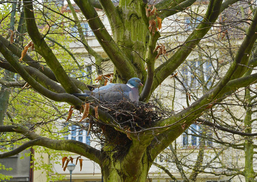 Common wood pigeon in a nest in spring garden