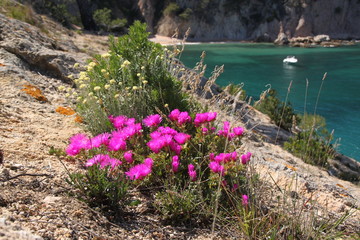 Blumen in einer Bucht  bei Tossa de mar