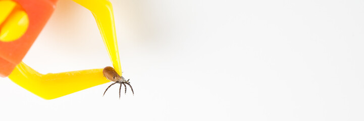 Zecke zwischen den Zangen einer Zeckenzange, Banner und Textfreiraum