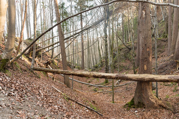 Wald im Frühjahr mit umgestürzten Bäumen - Windbruch