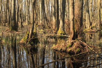 Stadtnahe Wildnis im mecklenburgischen Güstrow / Bruchwald am Güstrower Inselsee