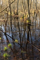 Stadtnahe Wildnis im mecklenburgischen G&uuml;strow / Bruchwald am Inselsee in G&uuml;strow