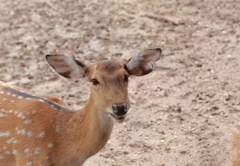 Naklejka na ściany i meble Chital, deer looking at the camera with smiling face