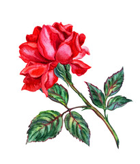 Red rose drawing in watercolor on a white background.
