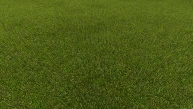 Flight over a green grassy field grass