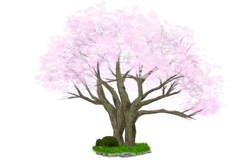 桜