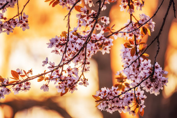 Branches of a blossoming cherry tree at sunset. Warm sunny photo with a yellow sunny background.
