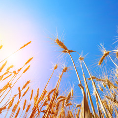 Wheat field against sun light