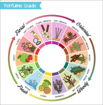 Perfume guide wheel infographic.
