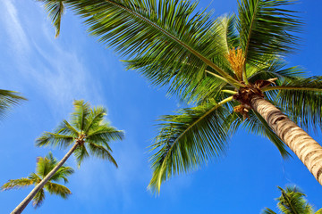 Fototapeta premium Palms Overhanging Under Trees.
