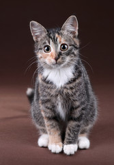 Fototapeta na wymiar Cute kitten on a brown background