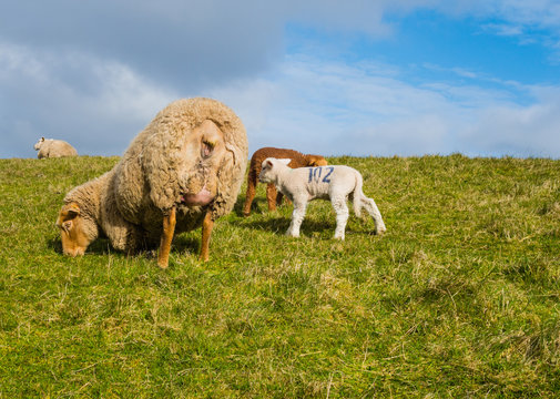 Schafe am Grasdeich